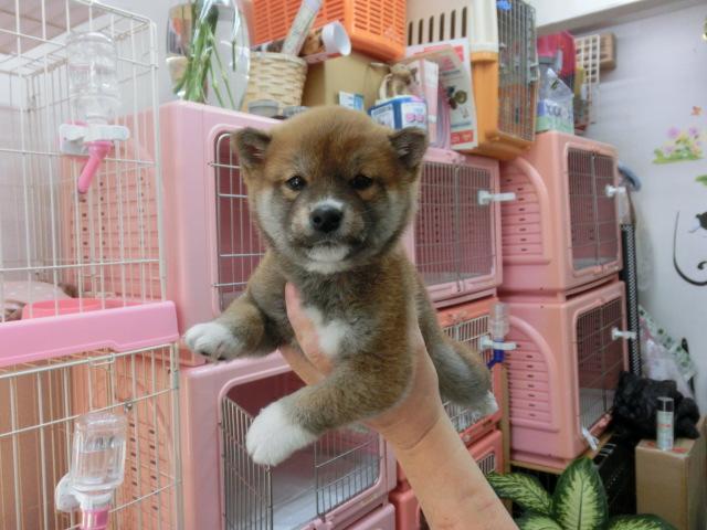 柴犬
