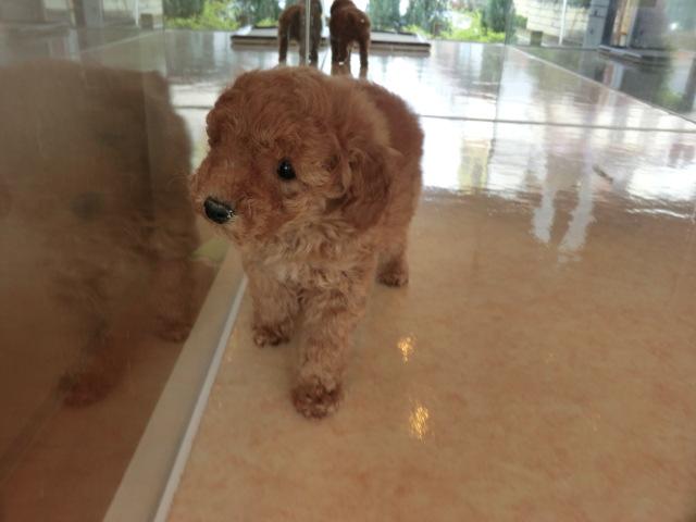 トイプードル