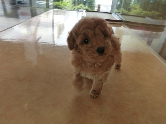 トイプードル