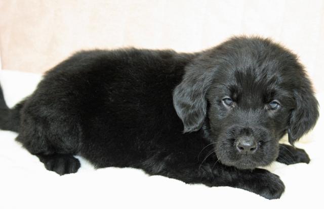 フラットコーテッドレトリーバー