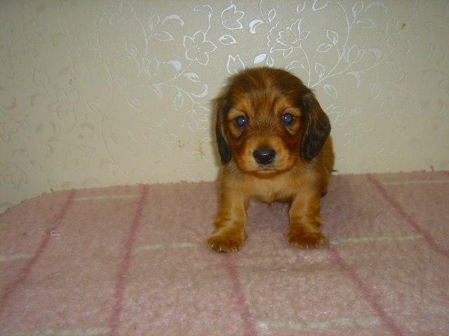 ミニチュアダックスフンド