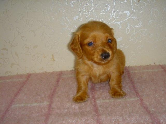 ミニチュアダックスフンド