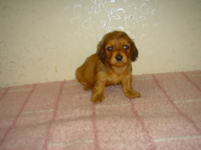 ミニチュアダックスフンド