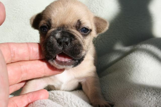 フレンチブルドッグ