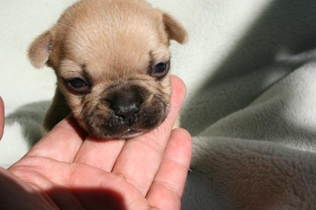 フレンチブルドッグ