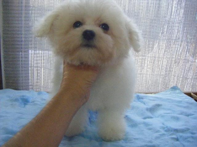 ビションフリーゼ