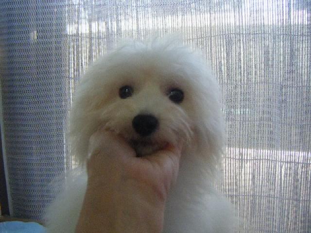 ビションフリーゼ