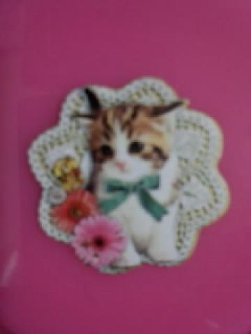 エキゾチックショートヘアーメインクーン