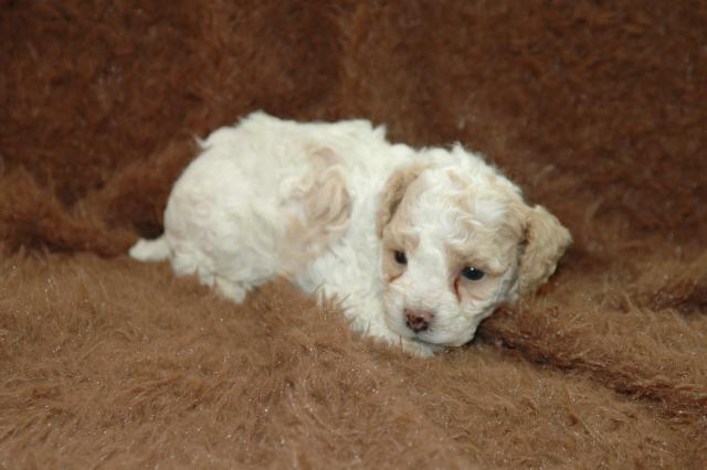 トイプードル