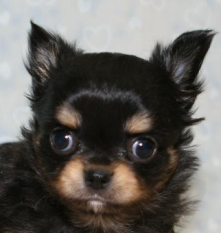 チワワ（ロングコート）