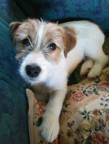 ジャックラッセルテリア