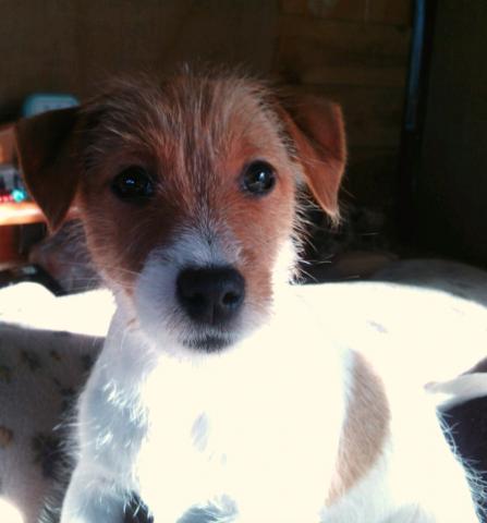 ジャックラッセルテリア