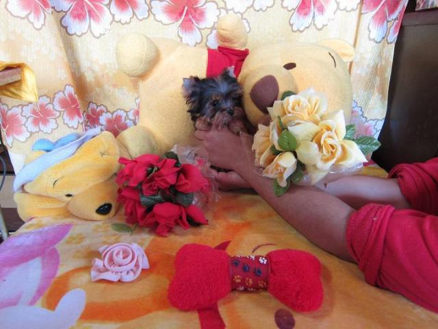 ヨークシャーテリア