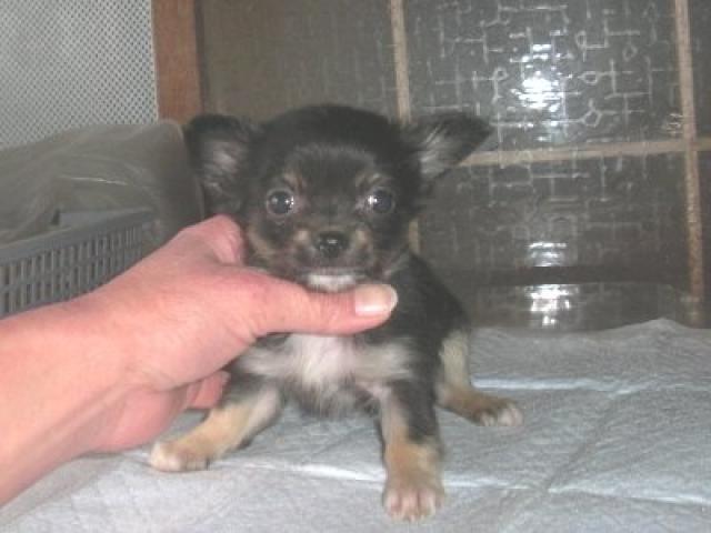 チワワ（ロングコート）