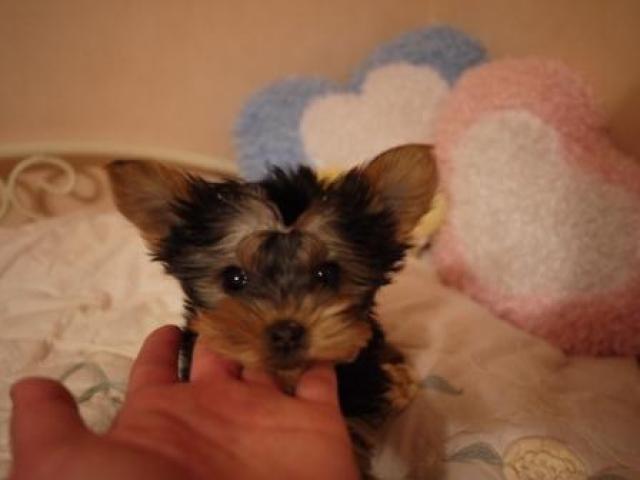 ヨークシャーテリア