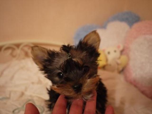 ヨークシャーテリア