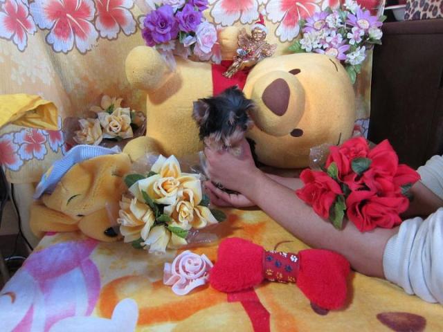 ヨークシャーテリア