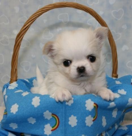 チワワ（ロングコート）