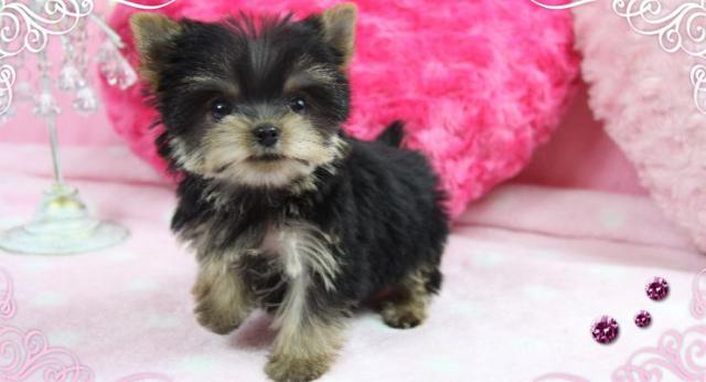 ヨークシャーテリア