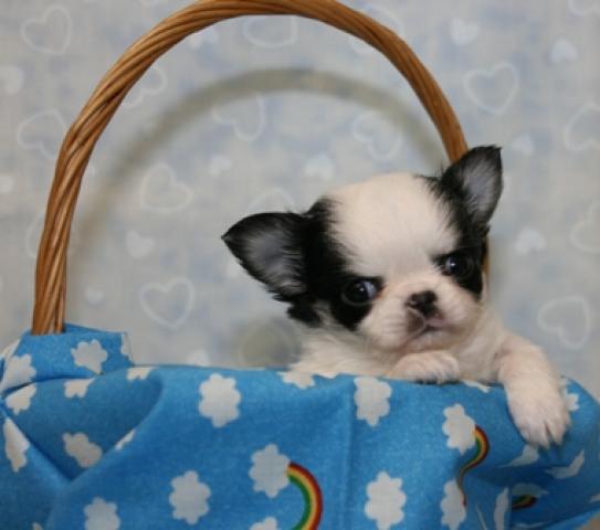 チワワ（ロングコート）