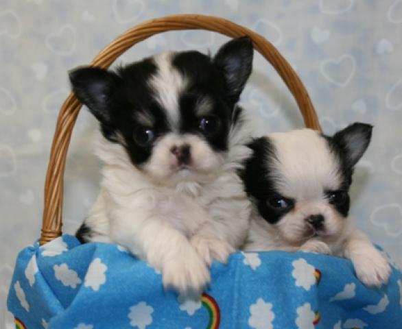 チワワ（ロングコート）