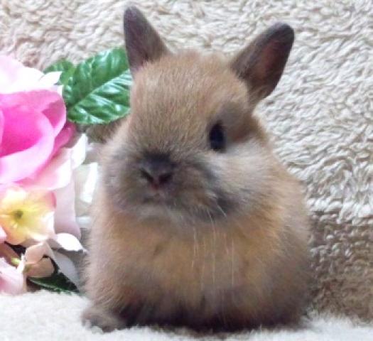 ネザーランドドワーフ【血統書付】