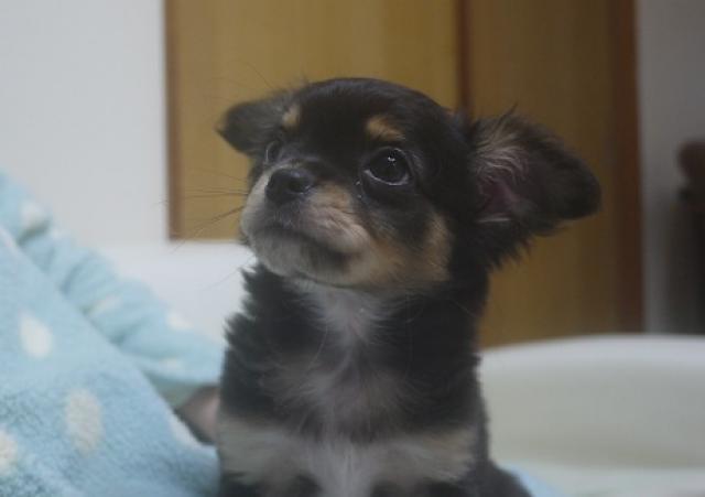 チワワ(ロングコート)