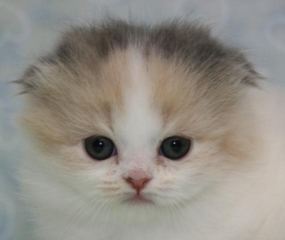 スコティッシュフォールド