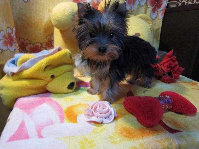 ヨークシャーテリア