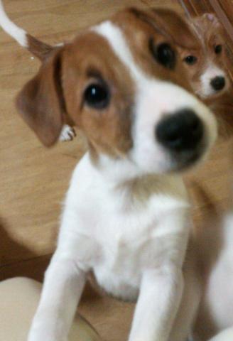 ジャックラッセルテリア