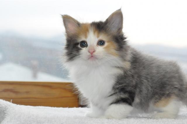 ノルウェージャンフォレストキャット