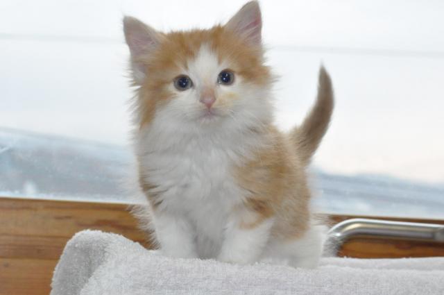 ノルウェージャンフォレストキャット
