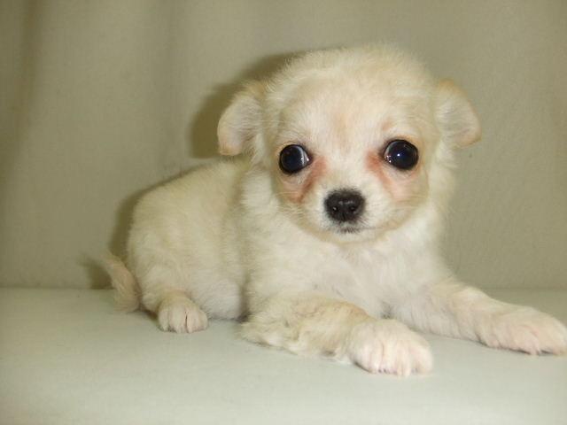 チワワ（ロングコート）