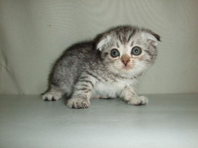 スコティッシュフォールド