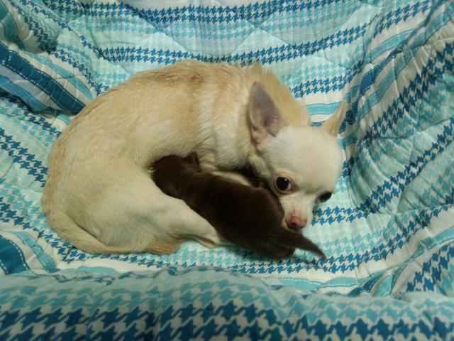 チワワ（スムースコート）