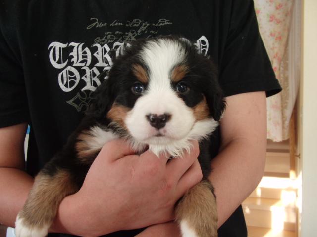 バーニーズマウンテンドッグ