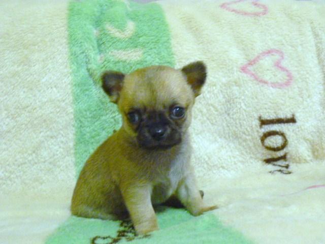 チワワ（スムースコート）