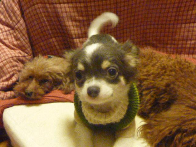 チワワ（ロングコート）