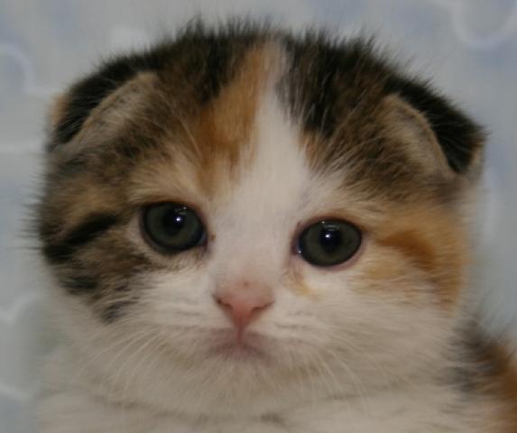 スコティッシュフォールド