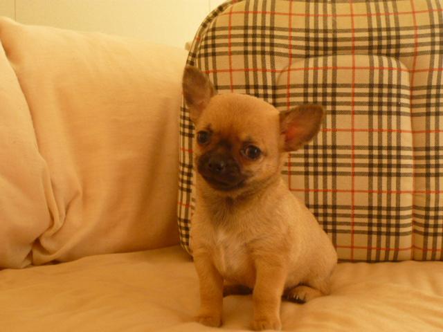 チワワ（スムースコート）