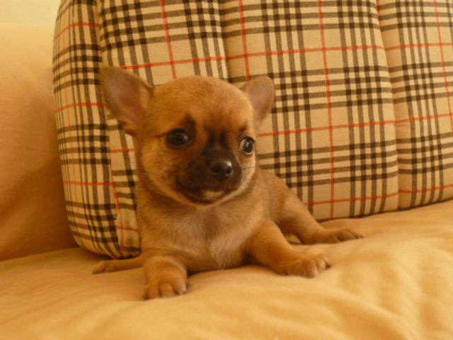 チワワ（スムースコート）