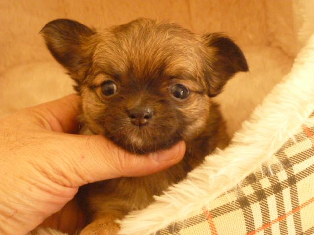 チワワ（ロングコート）