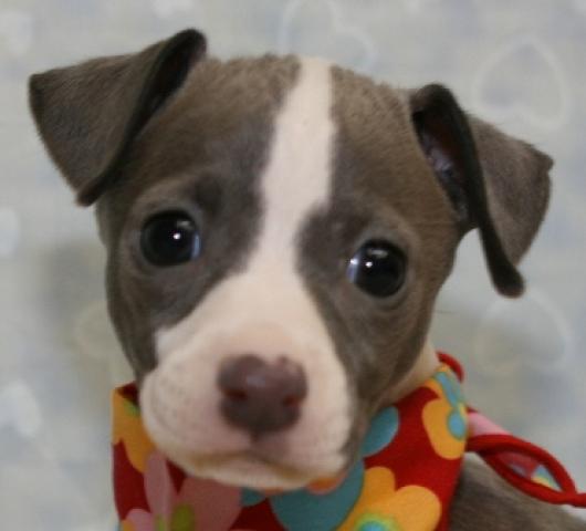 イタリアングレーハウンド