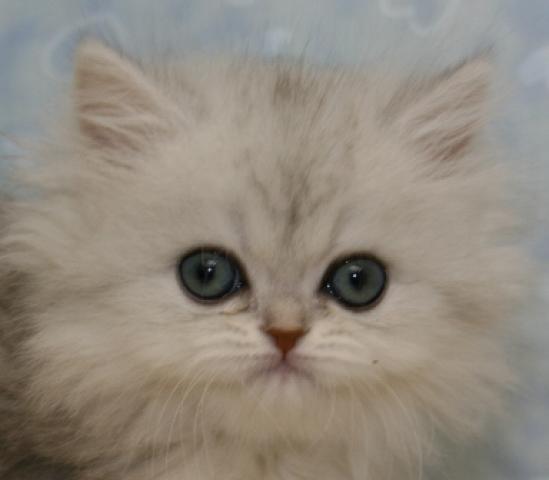 ペルシャ・ヒマラヤン