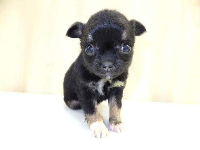 チワワ（ロングコート）