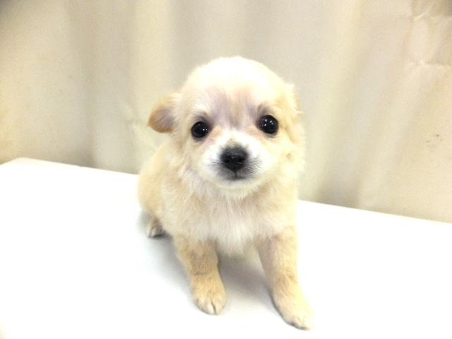 チワワ（ロングコート）