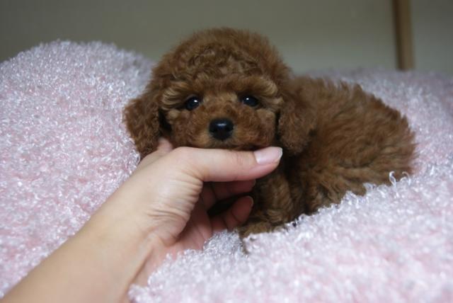 トイプードル