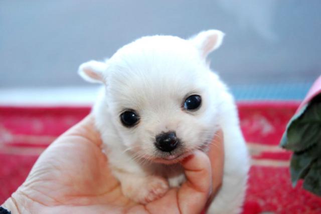 チワワ（ロングコート）