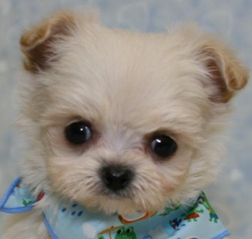 MIXチワワ×トイプードル