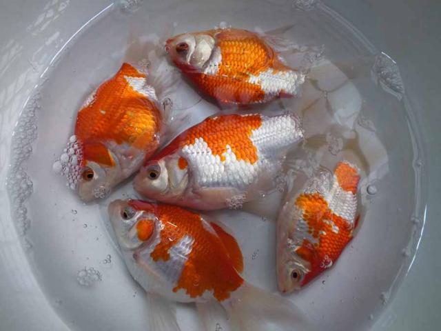 サバ尾（タマサバの長手）５匹